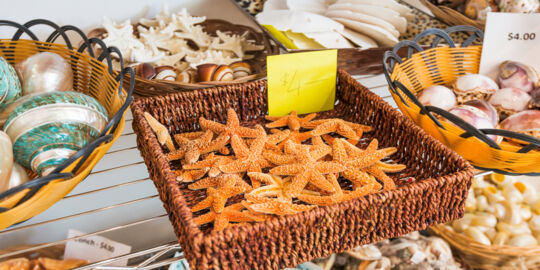 Imported seashells and starfish for sale in the Turks and Caicos