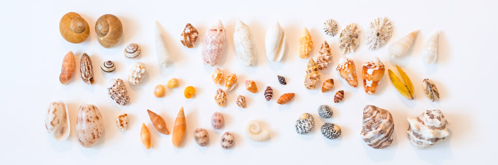 Small seashells from the Turks and Caicos