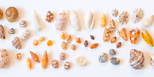 Small seashells from the Turks and Caicos