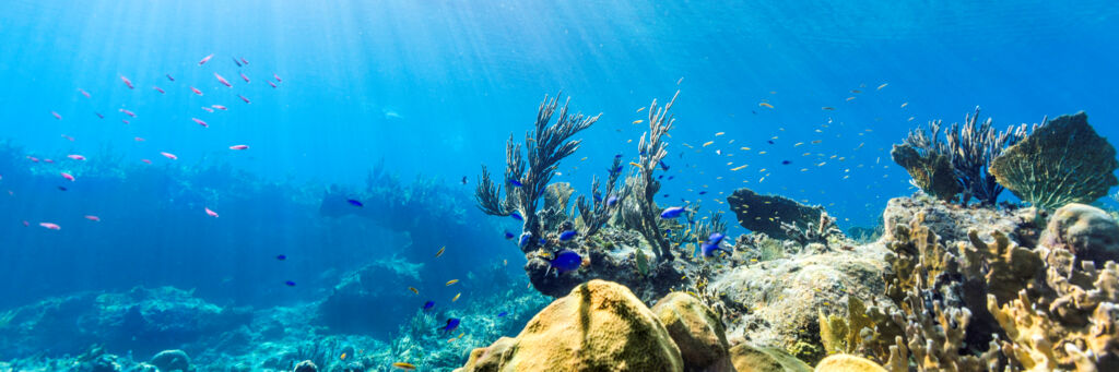 Snorkeling at the barrier reef at Providenciales, Turks and Caicos.