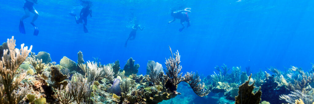 Snorkelers at the Barrier Reef off of Grace Bay