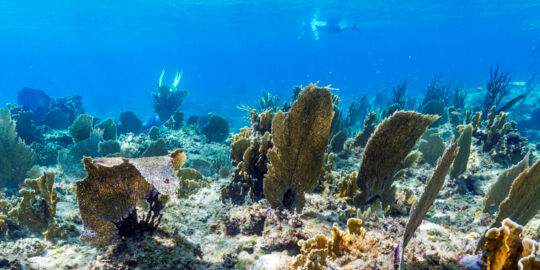 Sea fans in the clear blue ocean water of the Caicos barrier reef