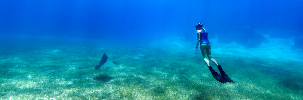 Snorkeler with eagle ray in the Turks and Caicos