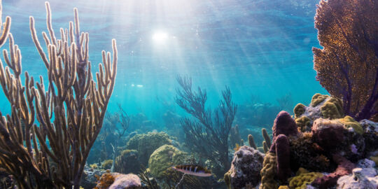 Reef at Providenciales in the Turks and Caicos