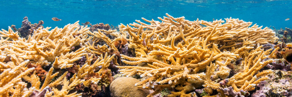 Staghorn coral in the Turks and Caicos