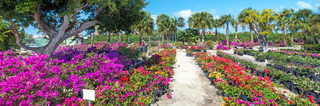 Landscaping plants at Sunshine Nursery in the Turks and Caicos