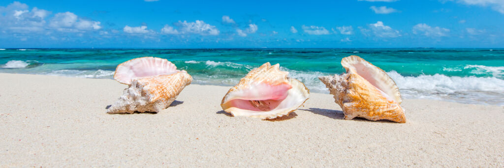 Three queen conch shells on the beach at North Bay on Salt Cay