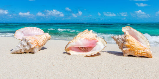 Three queen conch shells on the beach at North Bay on Salt Cay