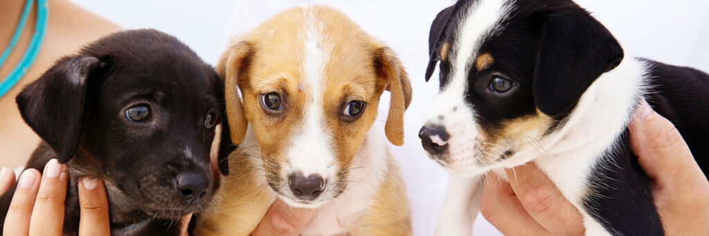 Turks and Caicos Potcake puppies