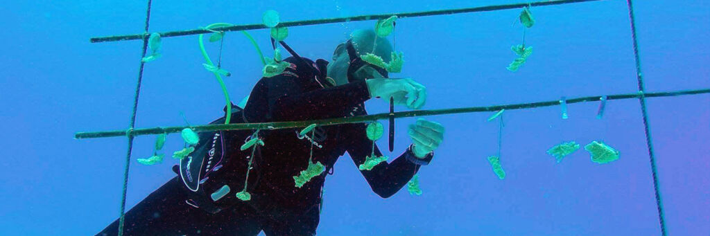 Coral recovery project by the Turks and Caicos Reef Fund