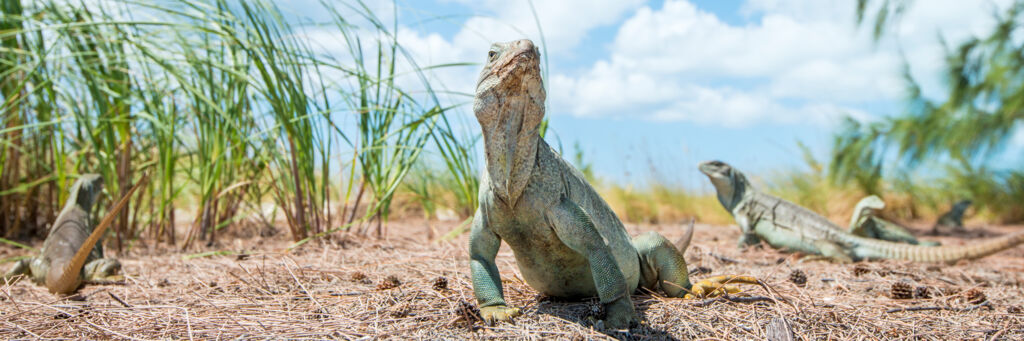 A mature adult Turk and Caicos Rock Iguana in the dunes at Half Moon Bay