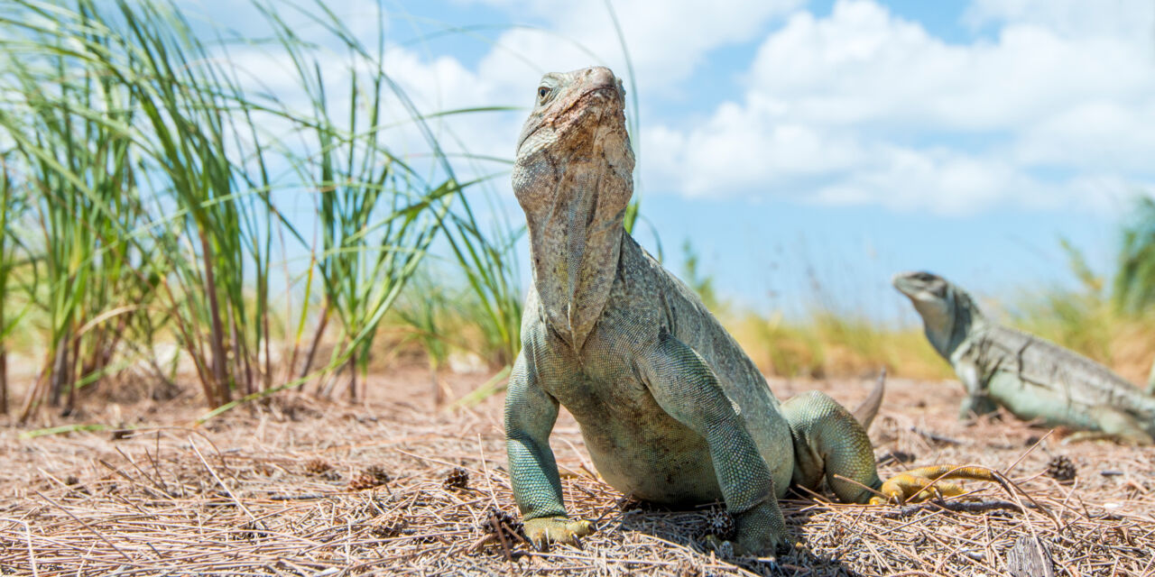 iguana island tours tci