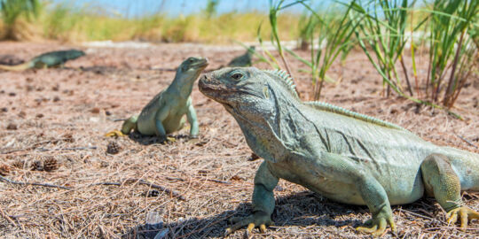 Turks and Caicos Islands Rock Iguana at Half Moon Bay Beach