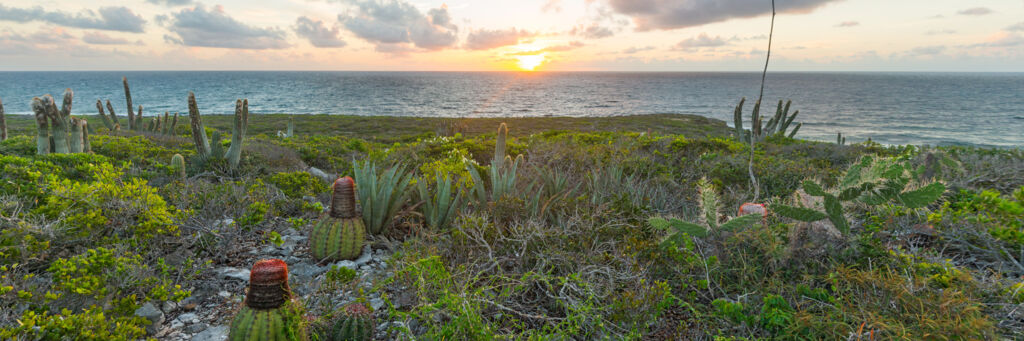 Turks Head Cacti and sisal at Goods Hill on East Caicos