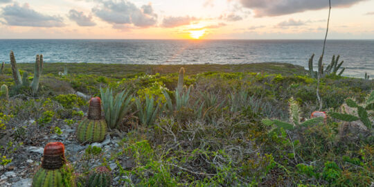 Turks Head Cacti and sisal at Goods Hill on East Caicos