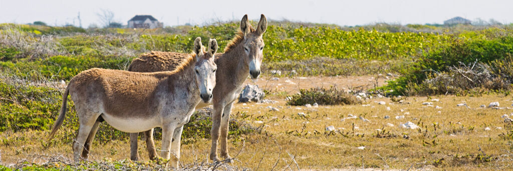 Donkeys on Salt Cay