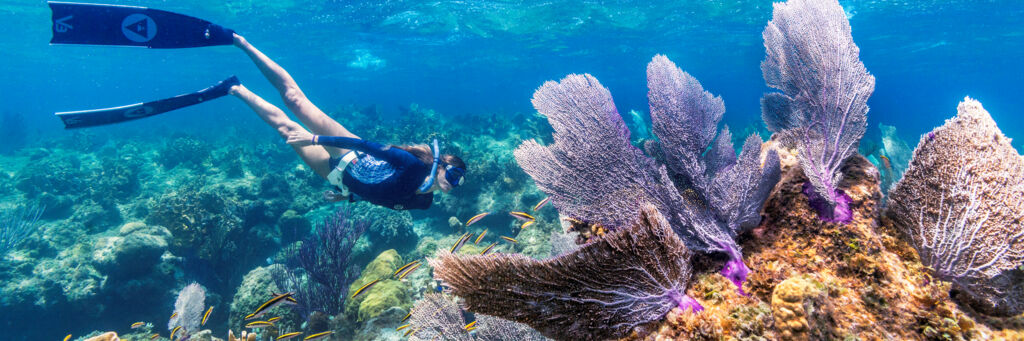 Wiley Cut Reef in the Turks and Caicos