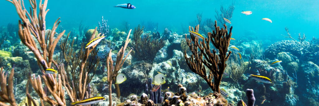 Wrasse and soft coral at Smith's Reef in the Turks and Caicos