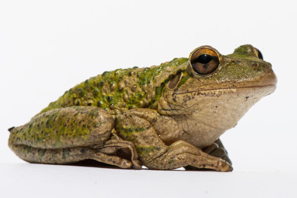 Adult Cuban tree frog on Providenciales in the Turks and Caicos