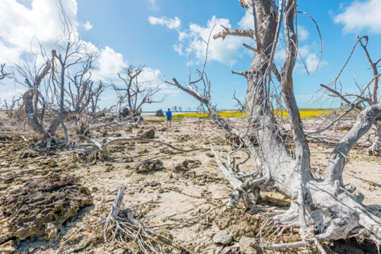 Dead black mangrove trees at Bush Cay