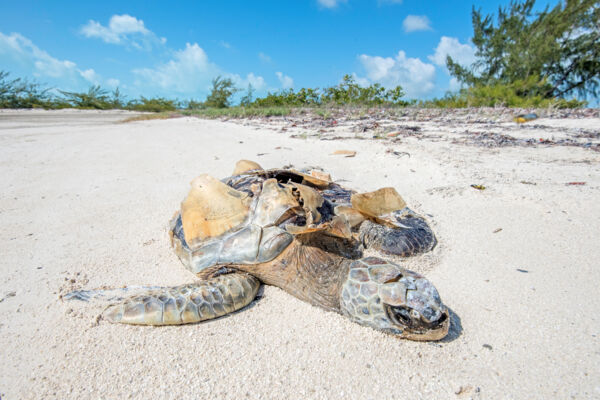 Dead sea turtle from vessel strike