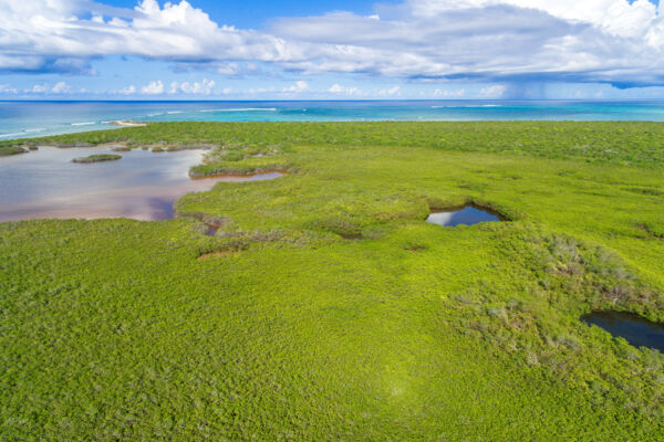 Aerial view of red mangrove forest and ponds