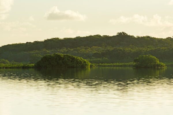 Dawn at the mangroves of the Dick Hill Creek Nature Reserve