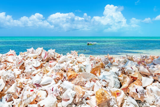 Conch shells on the beach in the Turks and Caicos