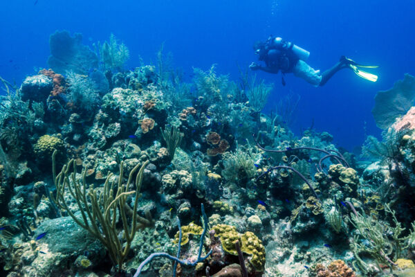 Scuba diver at a barrier reef formation at the English Point dive site at Grand Turk