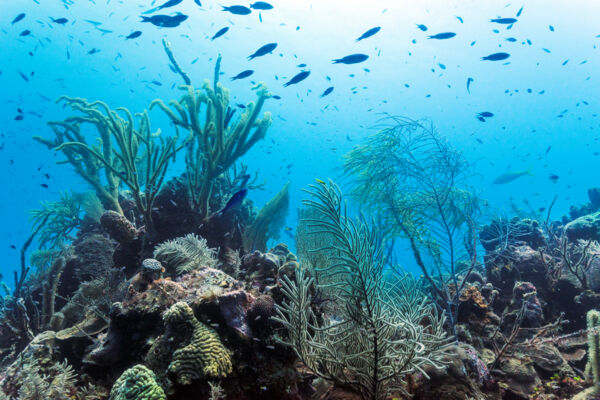 Blue chromis fish and soft corals at a dive site off Grand Turk