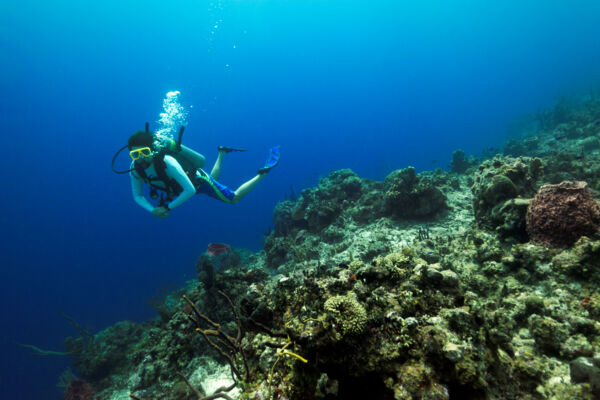 Scuba diving at the wall at French Cay and the Caicos Banks