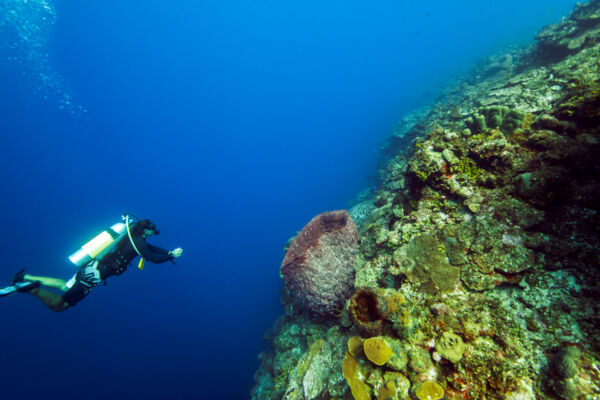 The wall and barrier reef in the West Caicos Marine National Park