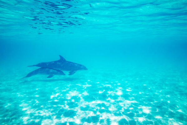 Adult and baby dolphin swimming in shallow turquoise water.