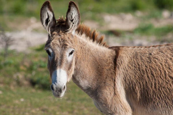 A friendly Grand Turk island donkey