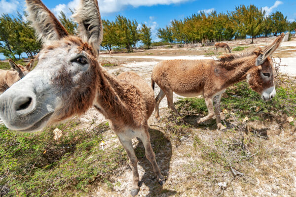 Close-up of two donkeys on a dry tropical island.