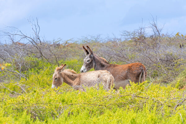 Donkeys in the saline wetland vegetation of North Creek on Grand Turk