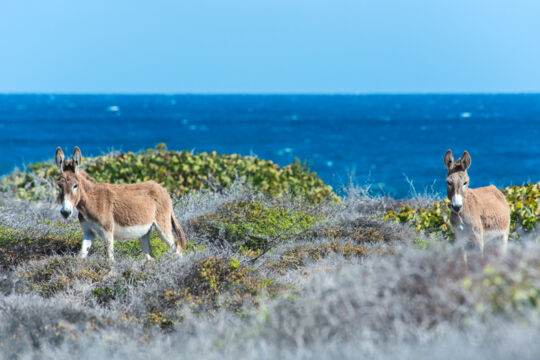 Donkeys and the coastal vegetation above Whale House Bay on Salt Cay