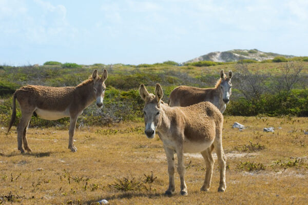 Turks and Caicos donkeys at South Wells on the island of Salt Cay