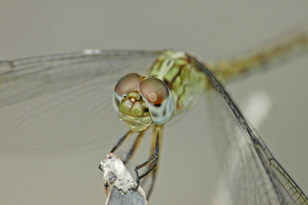 Dragonfly in Turks and Caicos