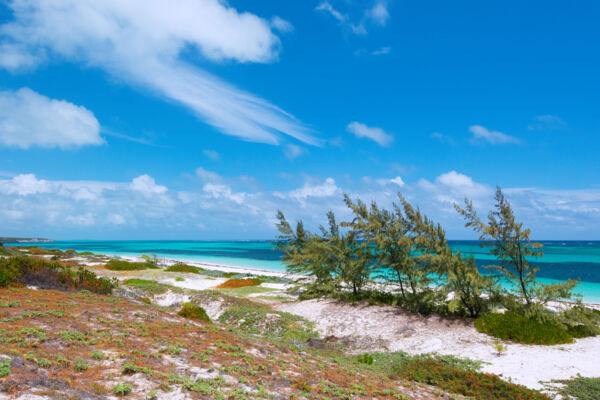 Coastal dunes and casuarina trees at Long Beach on South Caicos