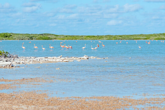 Caribbean flamingos at the Drum Point ponds on East Caicos.