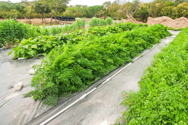 Farming in Turks and Caicos