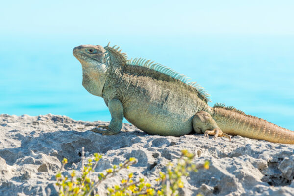 A fat Turks and Caicos Islands rock iguana