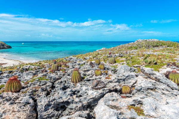 Turk's head cacti on Fish Cay in the Turks and Caicos.