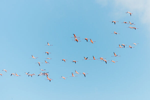 A flamboyance of West Indian flamingos flying over South Caicos