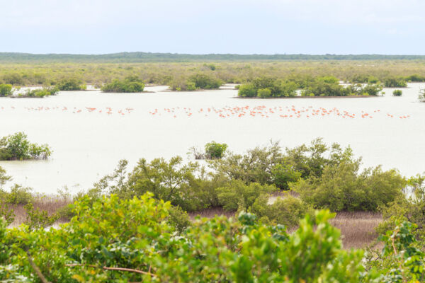 Flamingo Pond Overlook