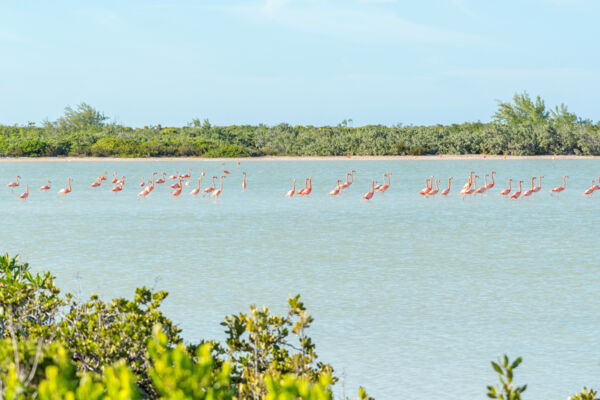 American flamingos, (Phoenicopterus ruber), on East Caicos