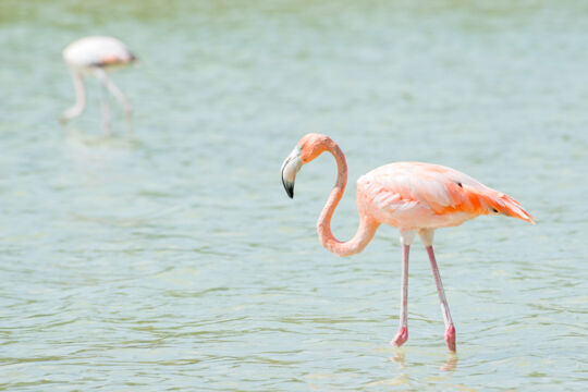 Caribbean flamingos at Montpeller Pond on Middle Caicos