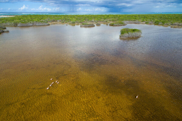 Aerial view of Northwest Point Pond Nature Reserve and flamingos