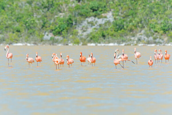 West Indian flamingos at Progin' Bay on the southwest coast of Providenciales